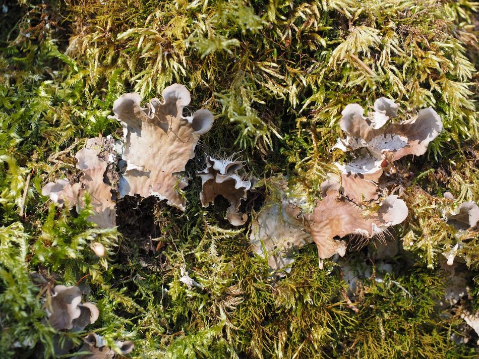 Mykorrhiza: eine verborgene Welt unter unseren Füßen